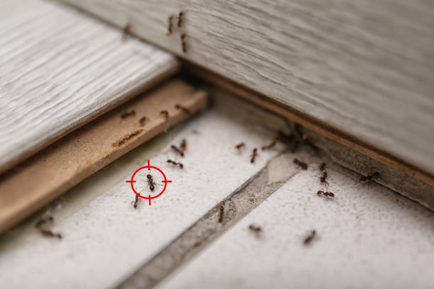 Best Exterminator Services  in Tashua, CT
