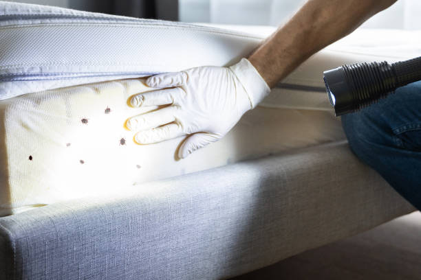Wasp Removal Services in Tashua, CT